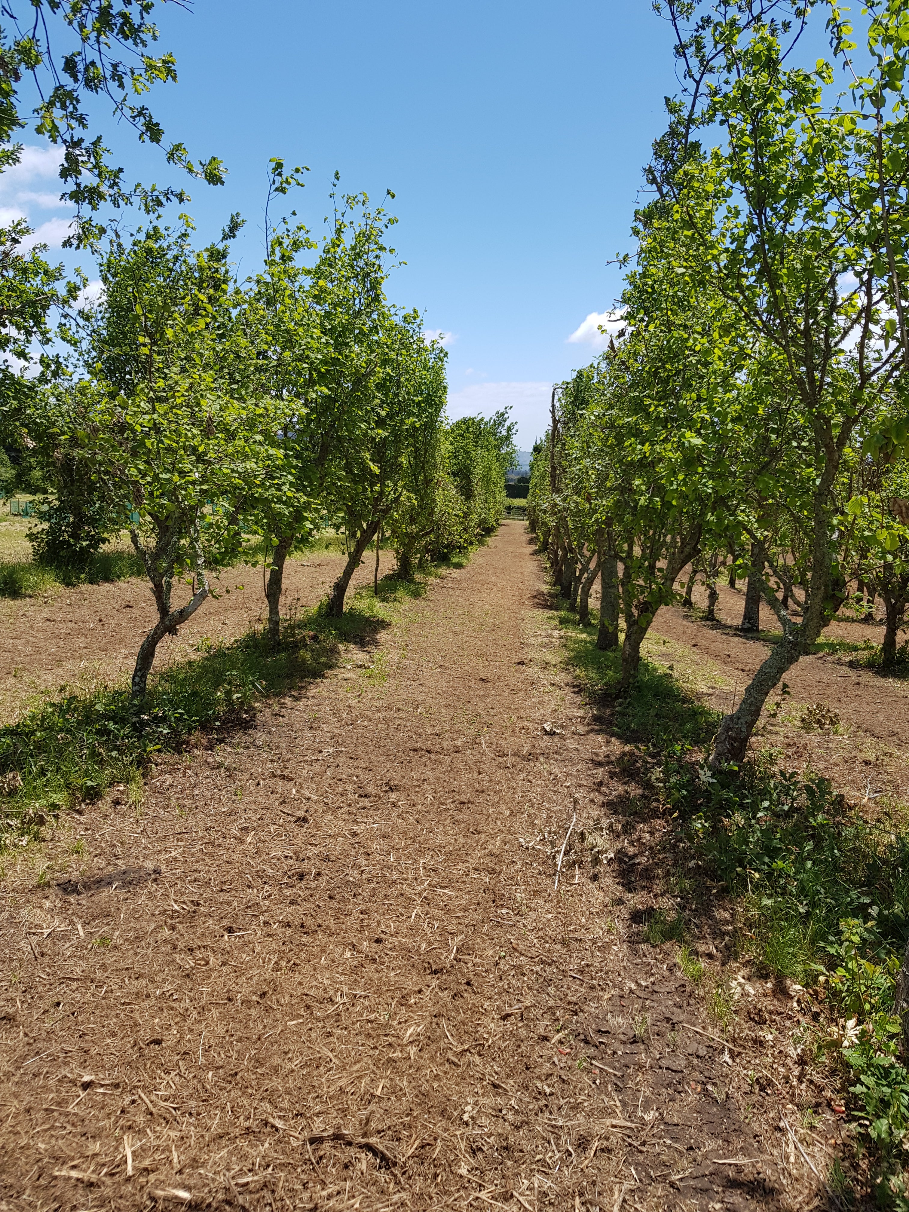 Inoculated seedlings - PLEASE SEND US AN EMAIL TO ORDER SEEDLINGS