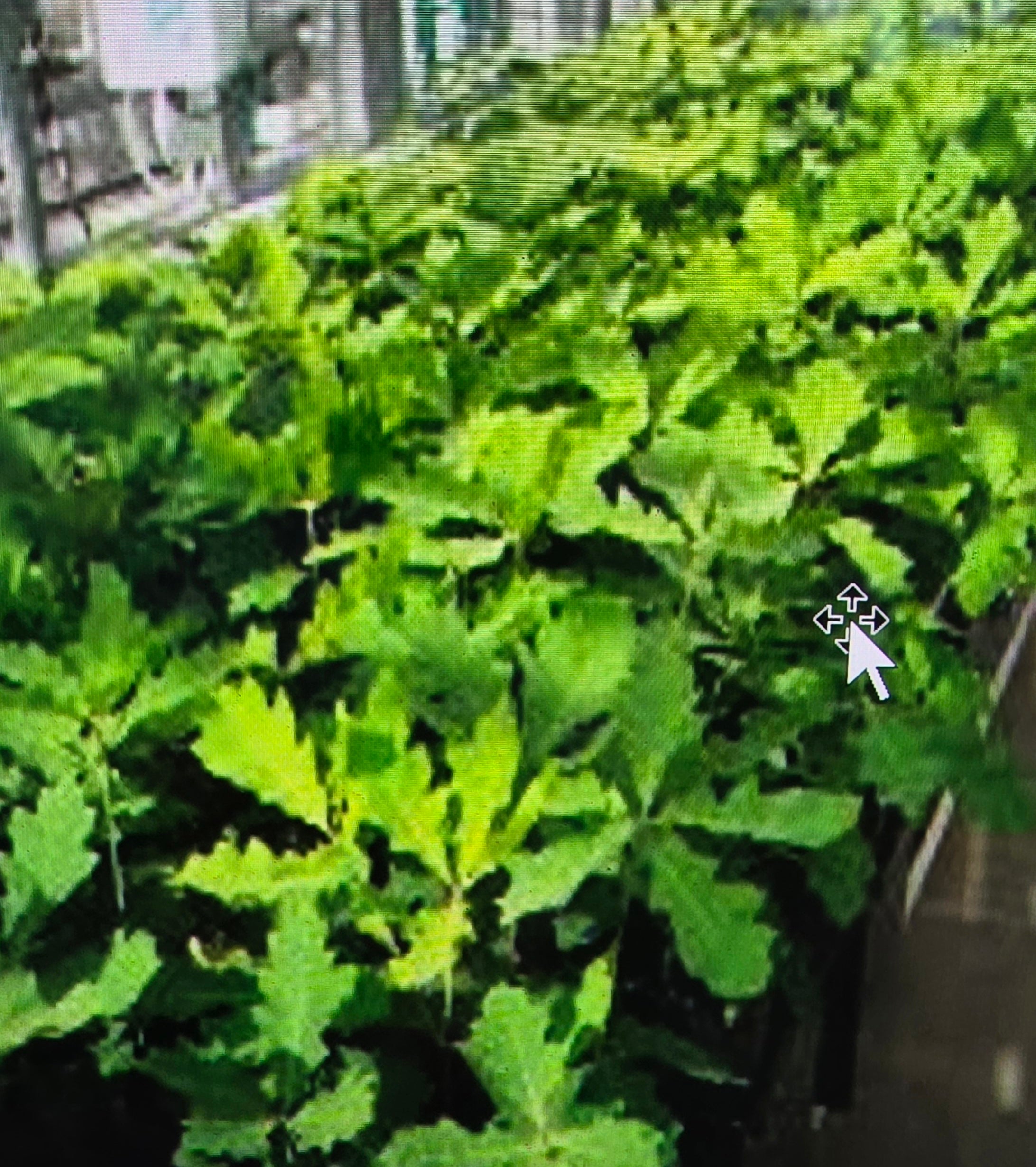 Inoculated seedlings - PLEASE SEND US AN EMAIL TO ORDER SEEDLINGS