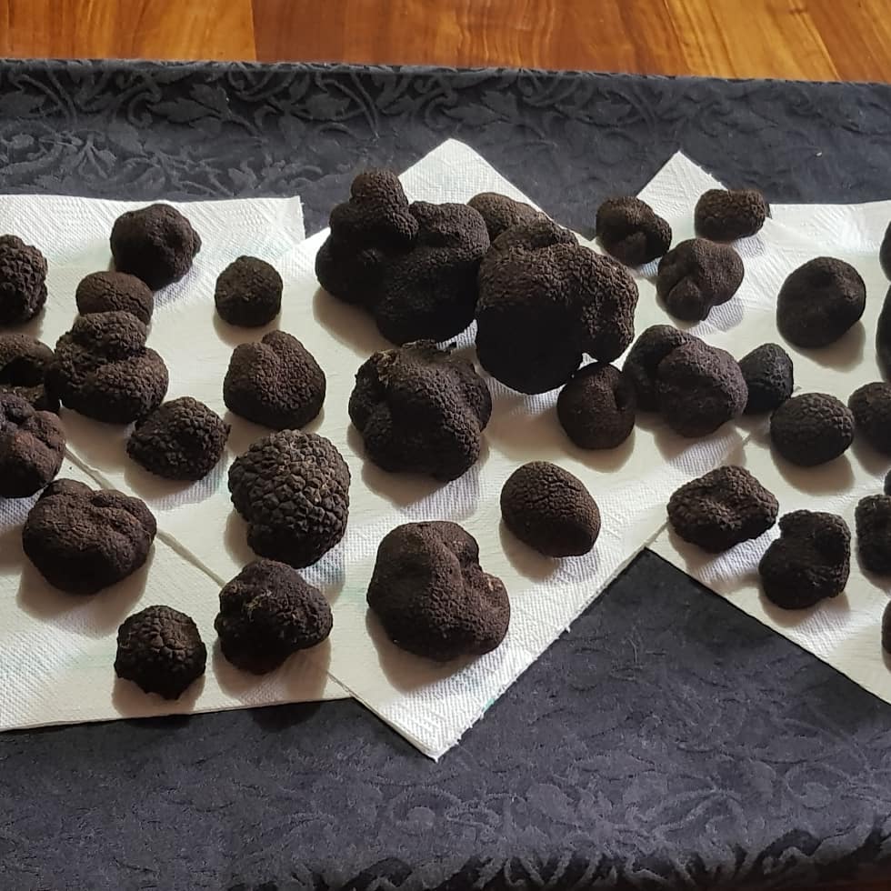 new zealand truffles